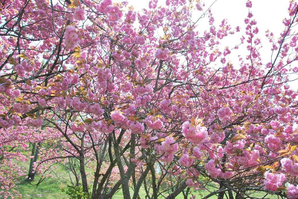 えぼし岳ぼたん桜まつり