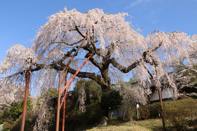 小柿山光円寺のしだれ桜