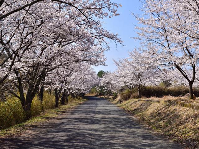 御嶽桜ロード
