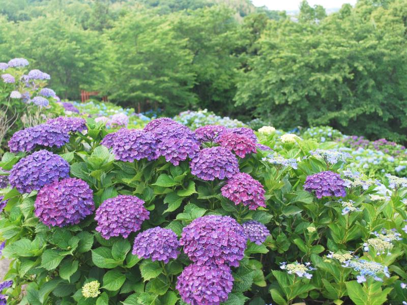 響山公園