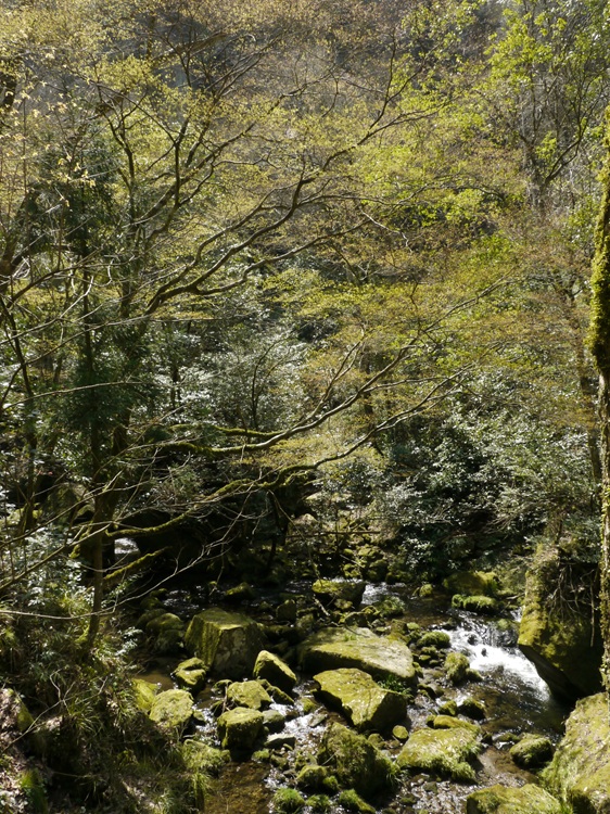 深耶馬渓新緑