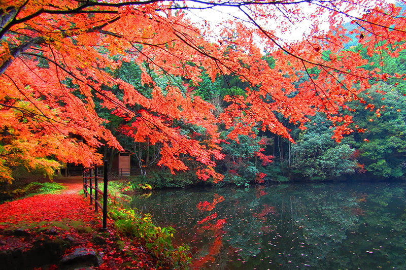 白馬渓 湖面の紅葉