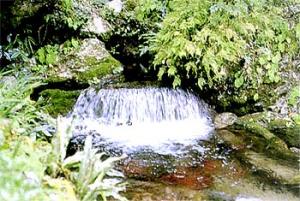 蓮光寺湧水