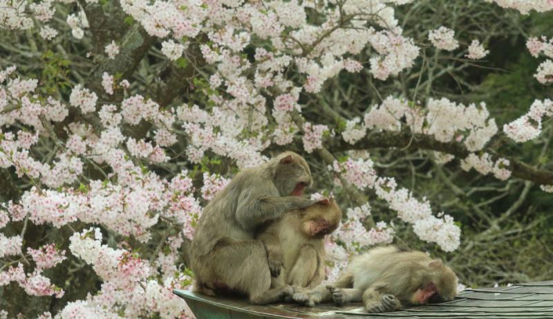 高崎山自然動物園