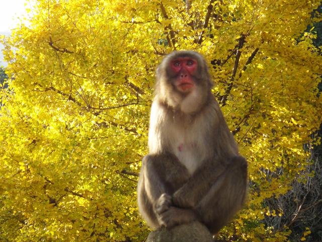 高崎山自然動物園