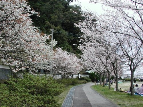 神社近くの桜