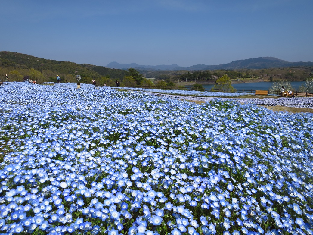 るるパーク（大分農業文化公園）