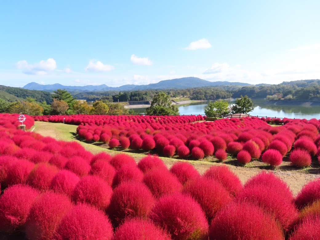 るるパーク（大分農業文化公園）