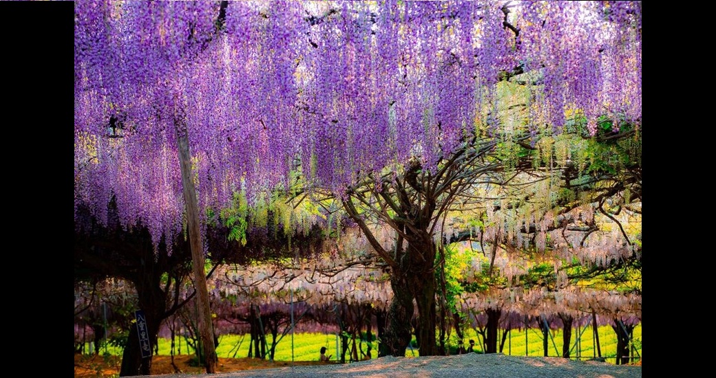 千財農園