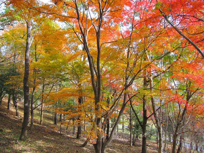 大分県県民の森 平成森林公園
