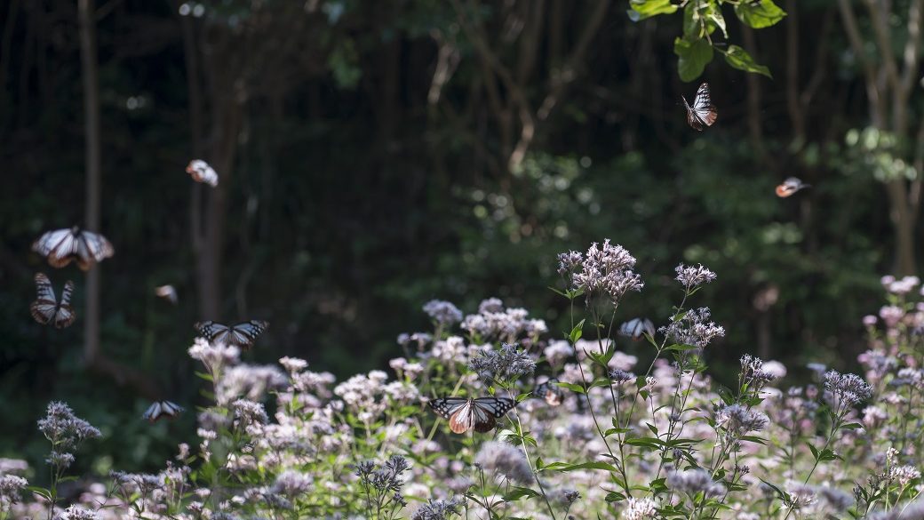 アサギマダラ無料観賞バス運行(無料)