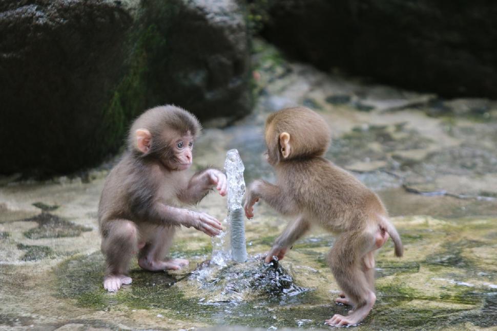 高崎山自然動物園の「おさるのプール開き」