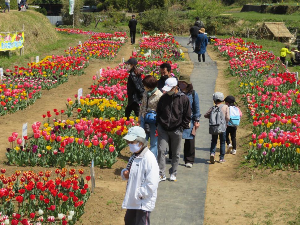 おかばる花公園「チューリップ ジャンボガーデン」【参加グループ募集】