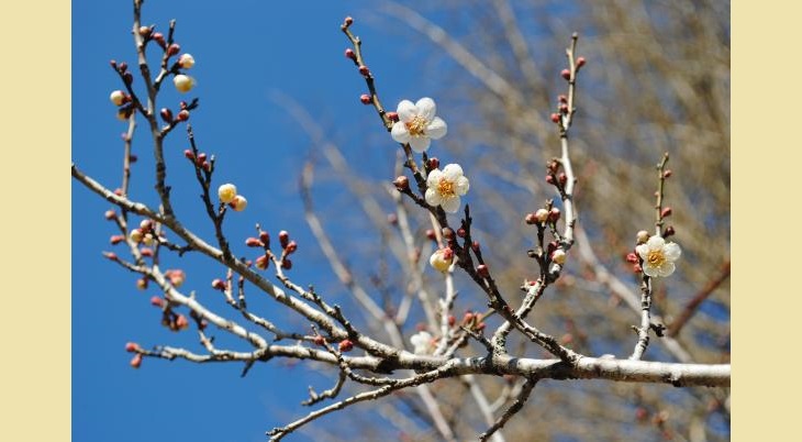 吉野梅まつり