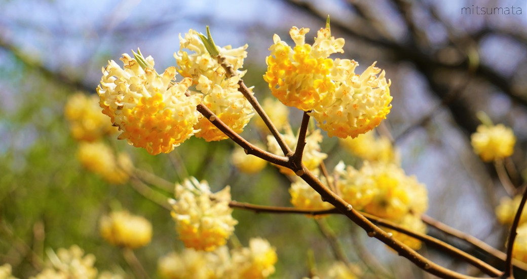 野倉の里 ミツマタの森
