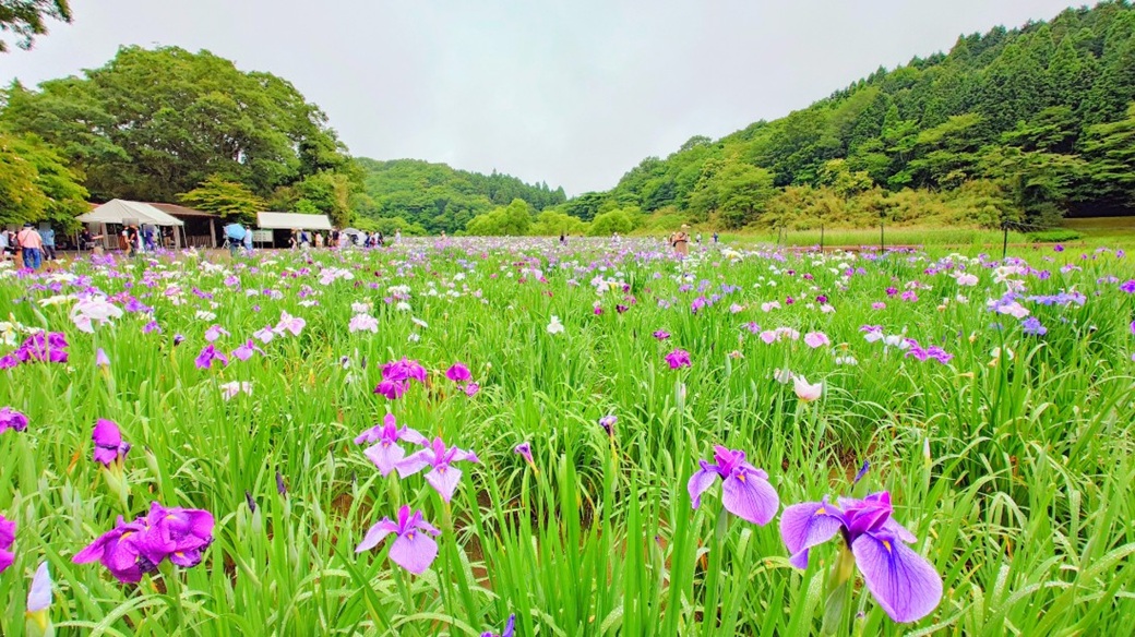 神楽女湖花しょうぶ園