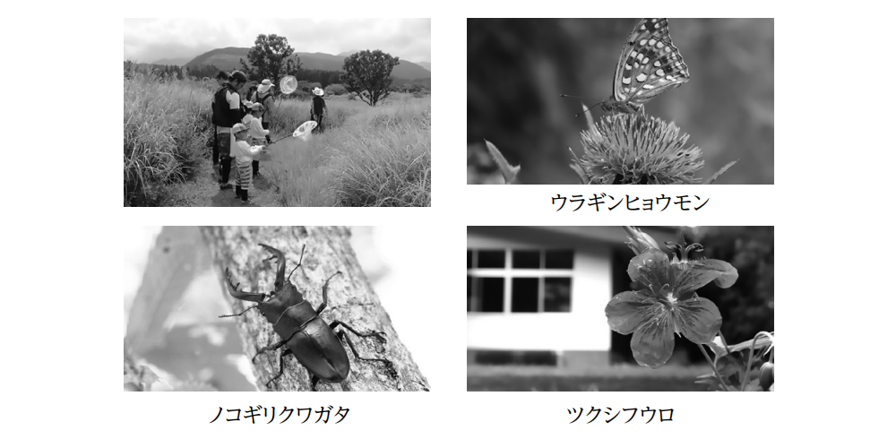 九重ふるさと自然学校「くじゅうの生きもの観察会(夏の回)」