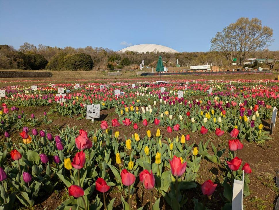 おかばる花公園「チューリップ ジャンボガーデン」【参加グループ募集】