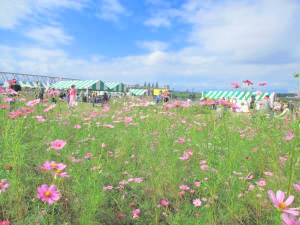 第20回大在コスモスまつり