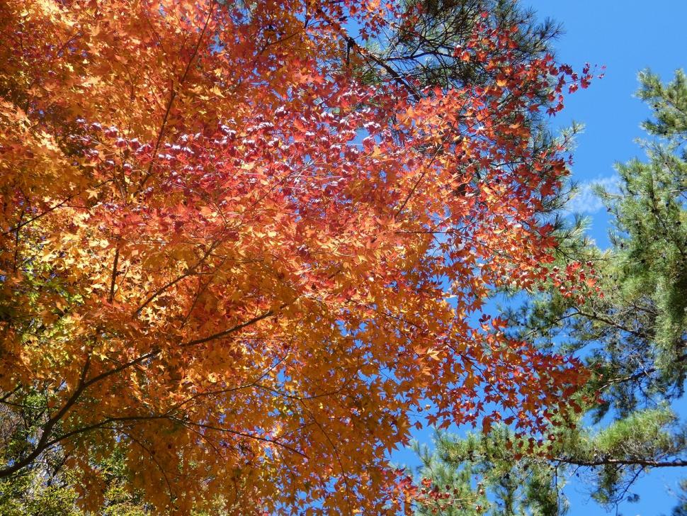 家族ふれあいDay2025(秋)～紅葉の森で秋見つけ～