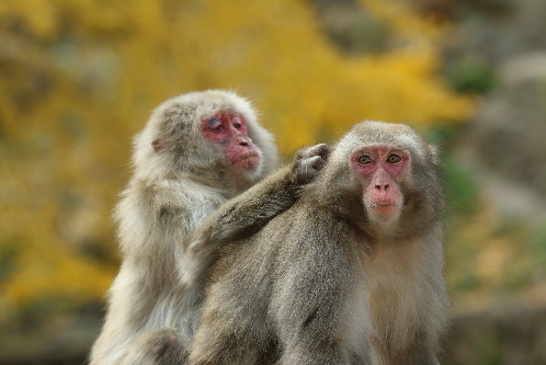 【高崎山自然動物園】入園無料の日