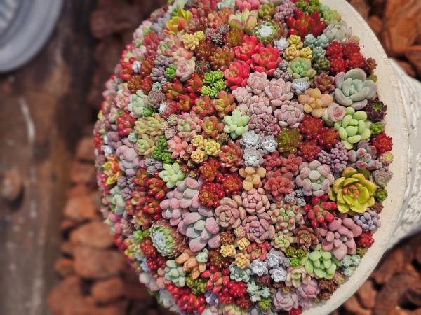 グリーンフェス