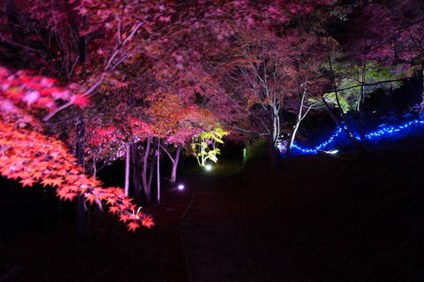 令和7年ヒマワリwith紅葉ライトアップ