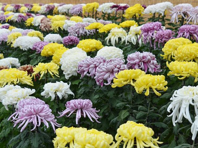 【双葉の里】菊花展