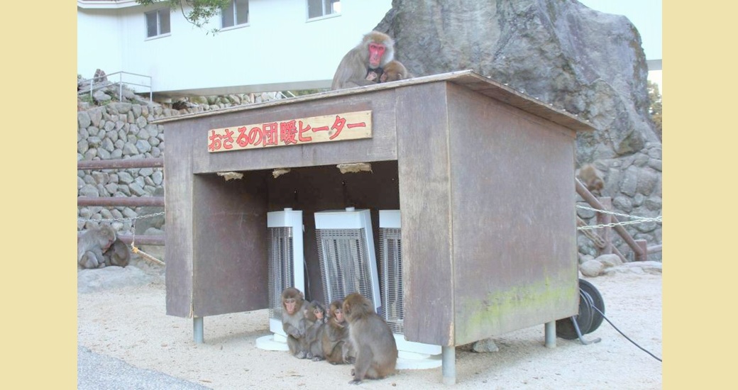 高崎山自然動物園「おさるの団暖ヒーター」を設置します