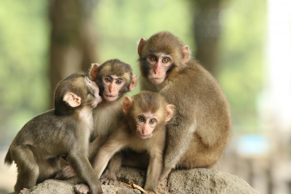 2026TNZ選抜総選挙～かわいさ真剣勝負！あなたはどのサルにときめく？～