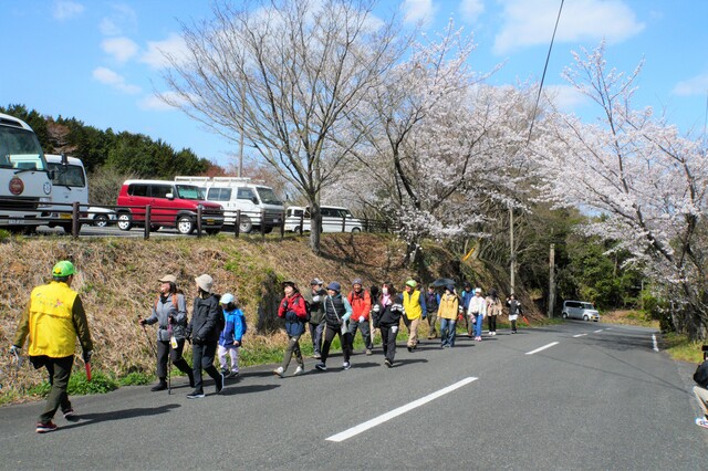 八面山桜ウォーク