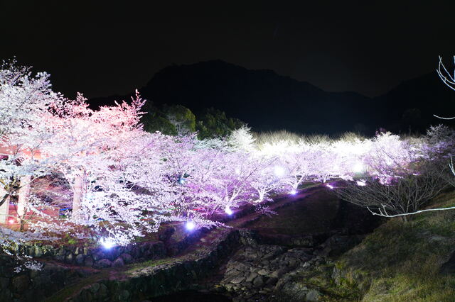 夜桜お八