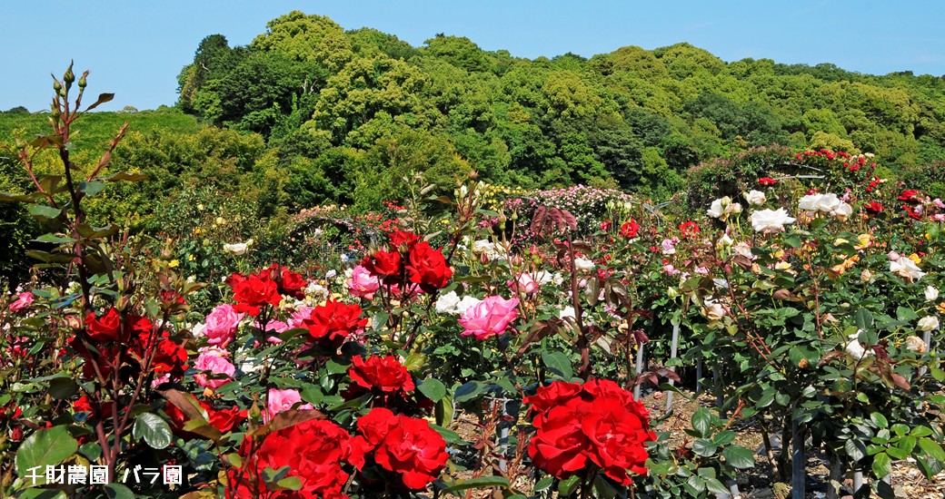 千財農園　バラ園