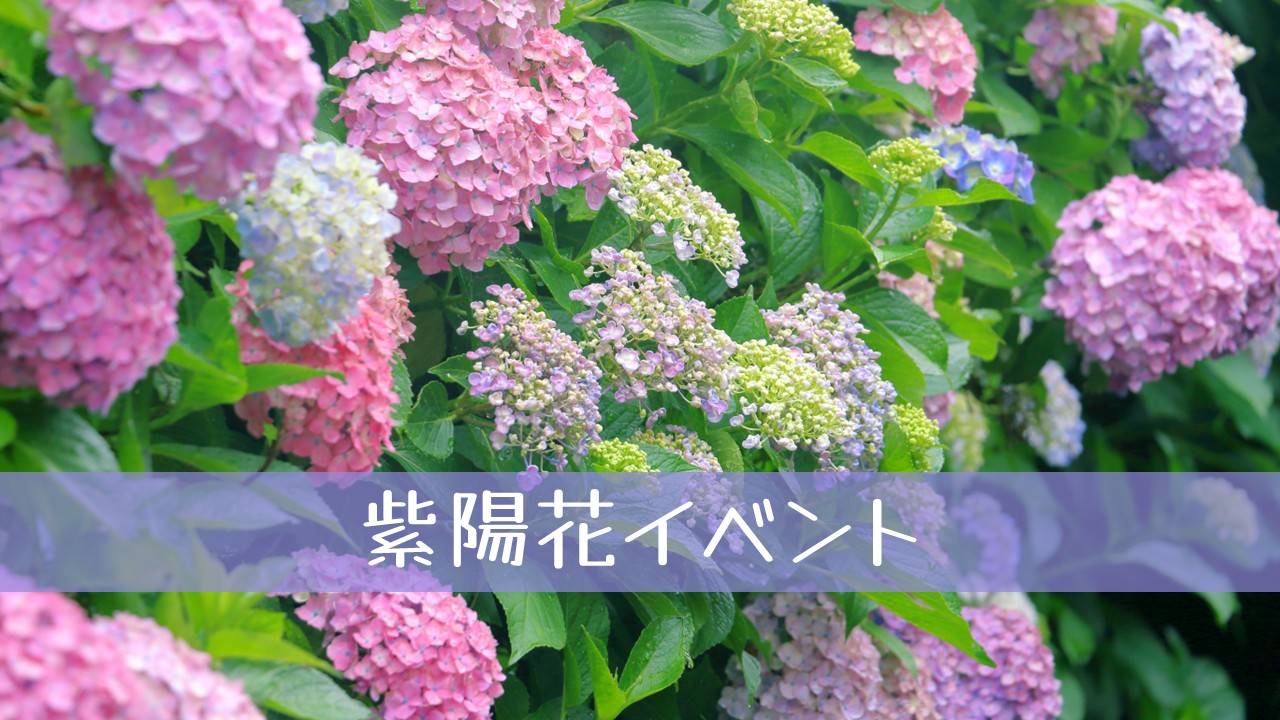 響山公園であじさい鑑賞会(無料)