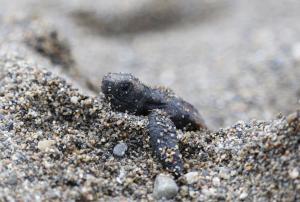 高浜海水浴場