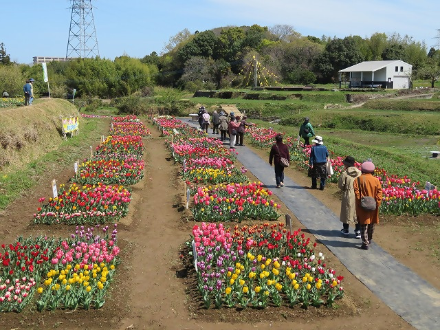 おかばる花公園「チューリップ ジャンボガーデン」【参加グループ募集】
